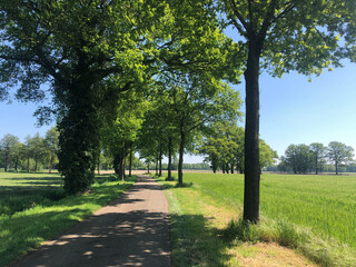 Road surrounded with trees around Sinderen