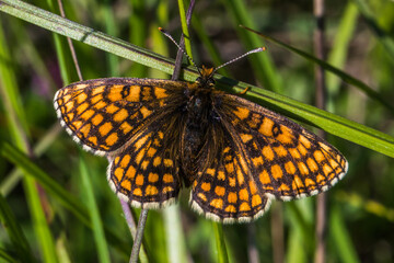 Fototapeta premium Heath Fritillary, Melithaea athalia, endangerd, fritillary, marsh fritillary. silence, Brush-footed butterfly, brushfoots, moth, butterfly, order Lepidoptera, insectHeath Fritillary (Melitaea athalia)