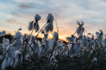 bog cotton blowing in a rural Ireland peat bog during sunset