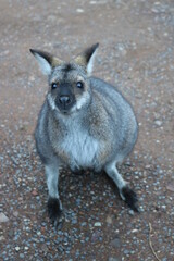 Kangaroo