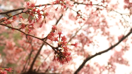 Cherry blossoms