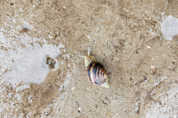 little grape snail crawling on the concrete surface