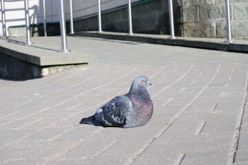 pigeon street