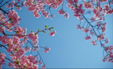 Looking up at bright pink cherry blossoms against a clear blue sky