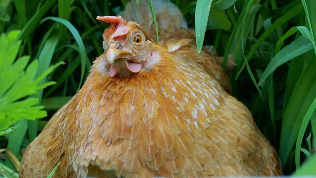 Hen on the traditional rural barnyard at sunny day. Detail of chicken head. Free range poultry farming.