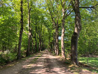 Forest around Leo-Stichting (little-Borklo) in Gelderland