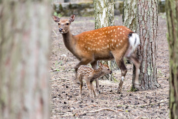 Fototapeta premium reh mit kitz