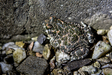 spotted toad sitting on the rocks next to the garden house
