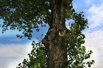Albero di pioppo in pianura si staglia sull’azzurro intenso del cielo in una giornata d’estate,...