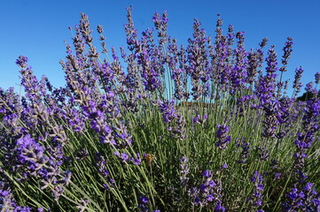 Lavender happiness