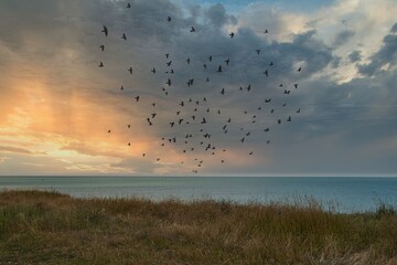 flock of birds flies against a dramatic sky