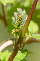 Beginn der Traubenblüte vor grünem Hintergrund im Frühling / Hochformat
