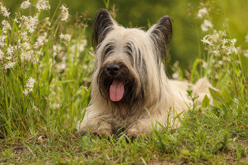 Skye Terrier in the summer grass