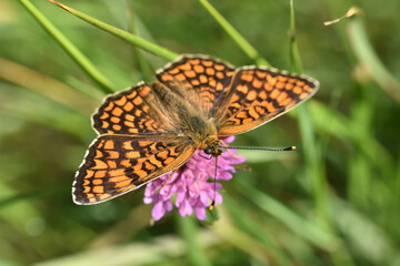 Knapweed fritillary butterfly, Melitaea phoebe	. Beautiful Fritillary butterfly on meadow