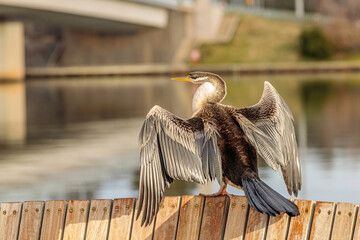Australasian Darter beside a lake