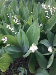 Obraz premium Lilies of the valley bloom. Convallaria majalis.
