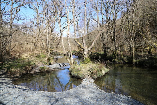 A sunny, winter woodland scene with deciduous trees and river in the Dulas Valley, Gwynedd, Wales, UK.
