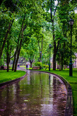 Fototapeta na wymiar Summer rain in a green park