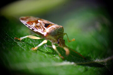 forest bug on a birch leaf