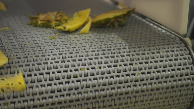Pieces of freshly cut yellow and green discarded pineapple fruit travels on conveyor belt until it tips over the edge to go to waste container
