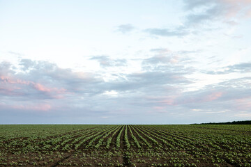 Fototapeta na wymiar Beautiful cloudy sky over the sown field. Sunset view