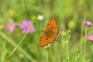 Marbled fritillary butterfly, Brenthis daphne. Beautiful Fritillary butterfly on meadow