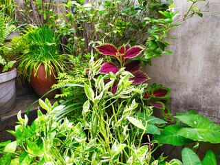 various types of plants have been planted at home at rainy season. Home gardening 