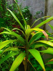 green Cordyline fruticosa, commonly known as ti plant.