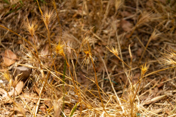 Background. Texture. Stalks of old dry grass.