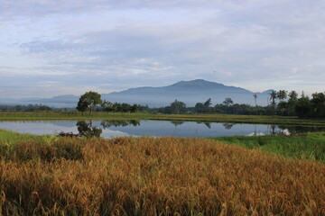 paddy fields, pond and forest before the hills in the morning
