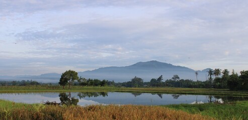 Fototapeta na wymiar paddy fields, pond and forest before the hills in the morning