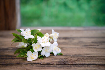 A sprig of white Jasmine on a wooden table