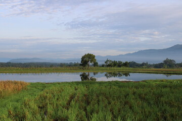 paddy fields, pond and forest before the hills in the morning