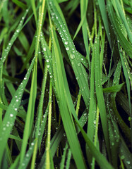 Fototapeta na wymiar Plants after rain. Bright green grass. Drop of water.
