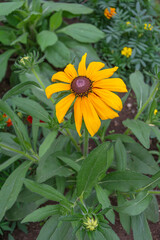 Beautiful fresh flower of Echinacea