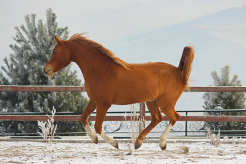 horse in winter, purebred arabian young horse plays and gallops