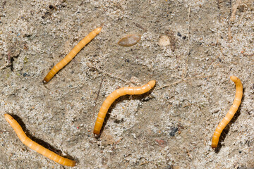 Larvae of wireworms-Elateridae of Lucian.The vegetable pest is lying on the sandy ground