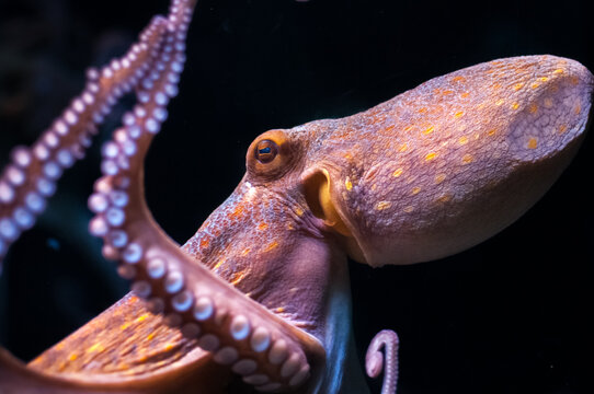 Eye of an octopus in water