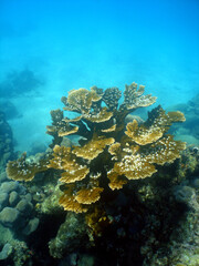 Naklejka na ściany i meble underwater sea turtle caribbean sea Venezuela