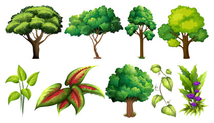 Fototapeta premium Set of variety plants and trees
