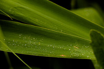 Close up of nature fresh green grass with dews drop