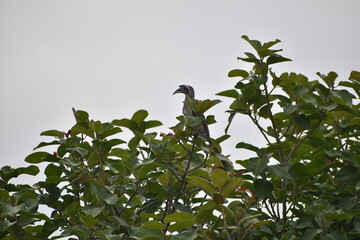Grey Horn-bill on a tree