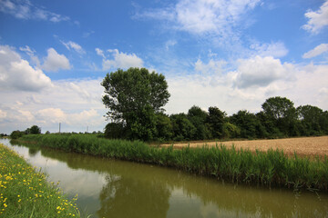 Fototapeta na wymiar Paesaggio di pianura: veduta con canale d’irrigazione e un grande pioppo che si staglia sull’azzurro del cielo in una giornata d’estate