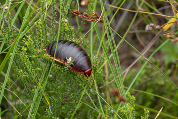 Table Mountain Cockroach (Aptera fusca) in Fernkloof Nature Reserve, Hermanus, Western Cape, South Africa