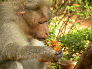 Bonnet macaque monkey eating