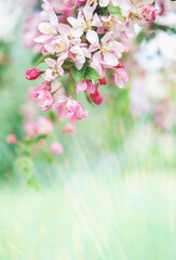 Beautiful abstract cherry blossom flowers background