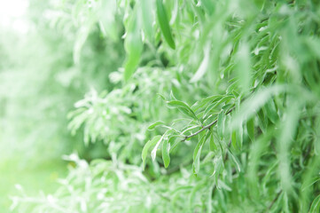 Beautiful abstract green plant of tree background