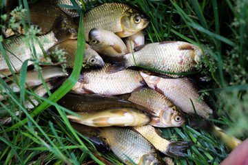 Crucian fish lies on the grass