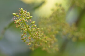 
flowering grapes in the garden