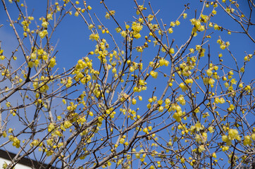 青い空とロウバイ